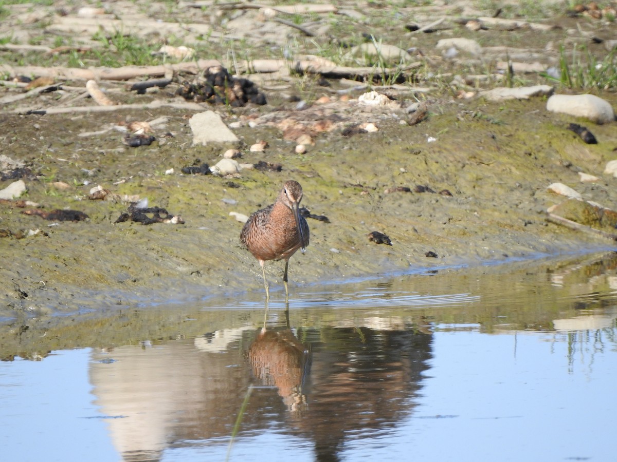 Long-billed Dowitcher - ML575319641