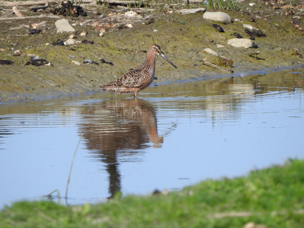 Long-billed Dowitcher - ML575319671