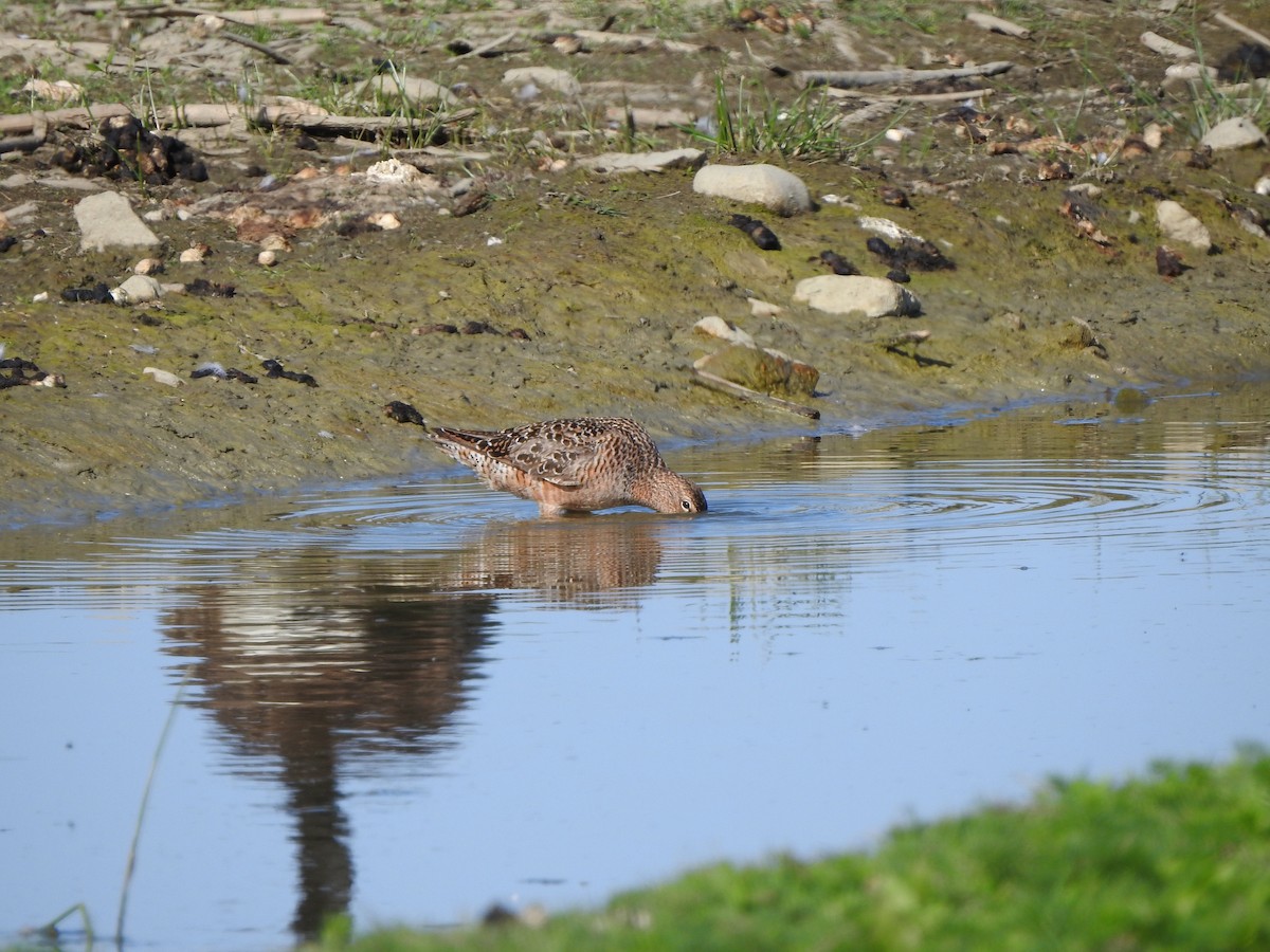 Long-billed Dowitcher - ML575319711