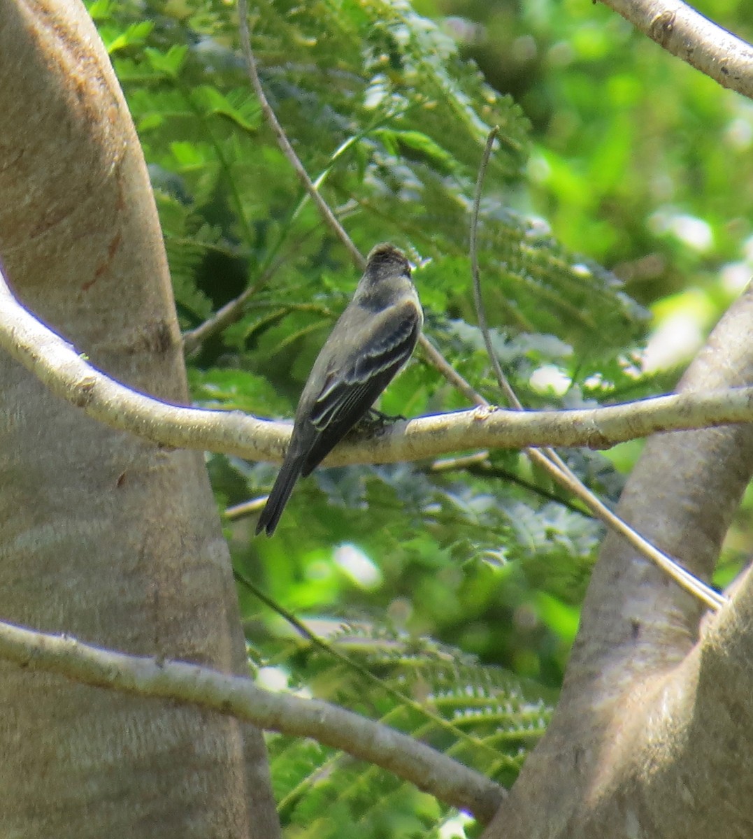 Eastern Wood-Pewee - Myron Peterson