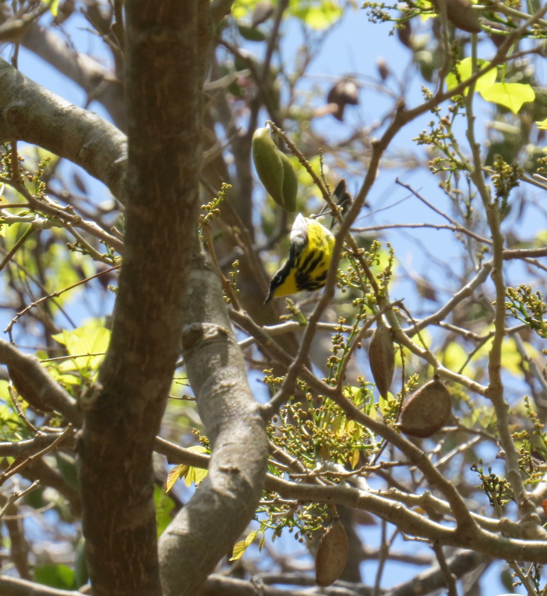 Magnolia Warbler - Myron Peterson