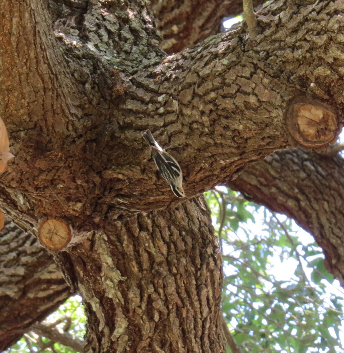 Black-and-white Warbler - ML57532031