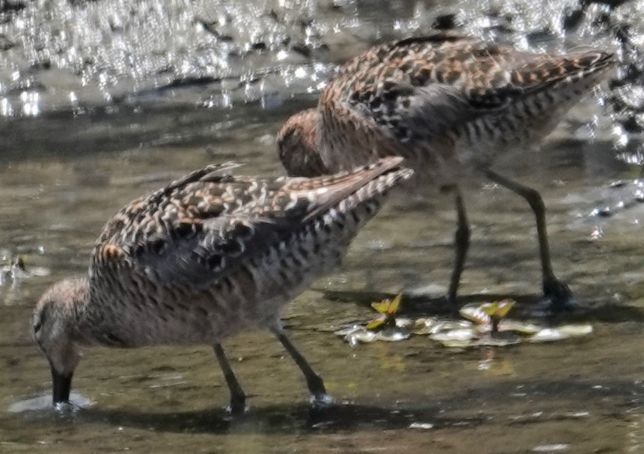 Long-billed Dowitcher - Mark Robbins