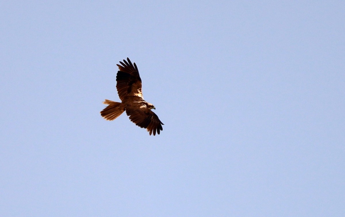 Western Marsh Harrier - ML575321021