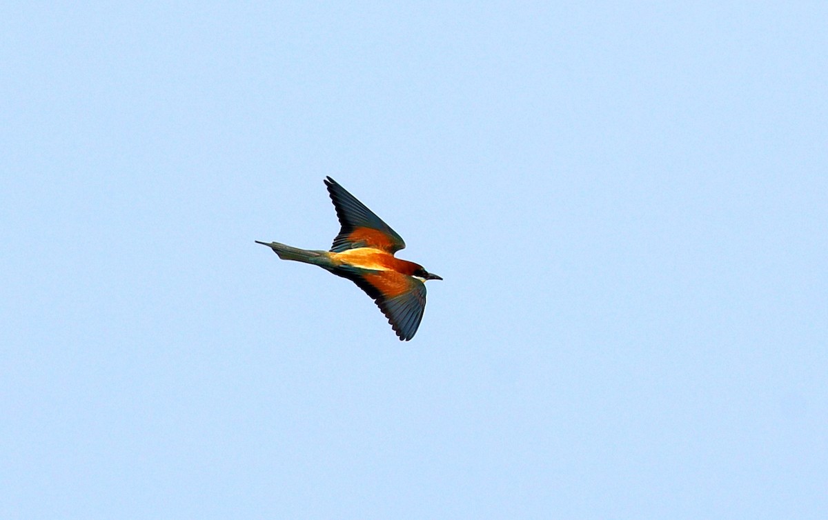 European Bee-eater - ML575321081