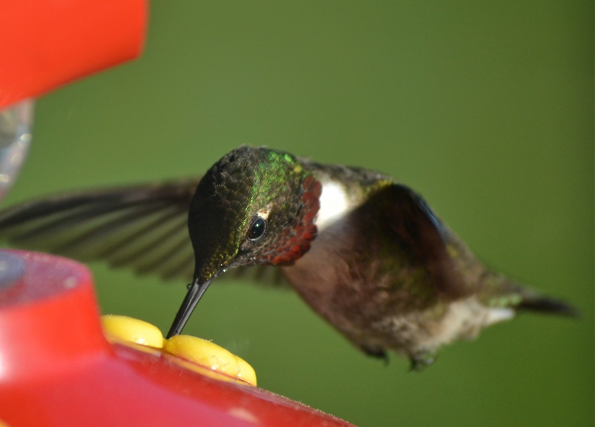 Ruby-throated Hummingbird - Beatrix Kohlhaas