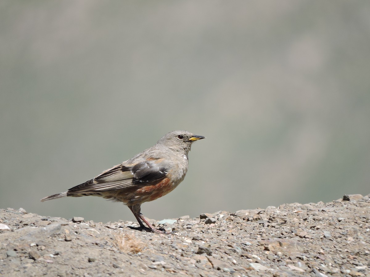 pěvuška podhorní - ML575321631