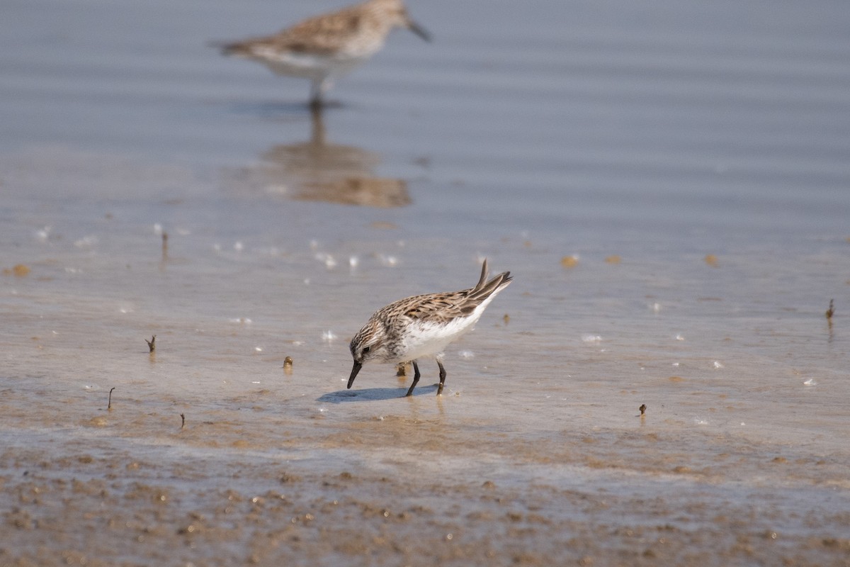 Western Sandpiper - Chad Remley