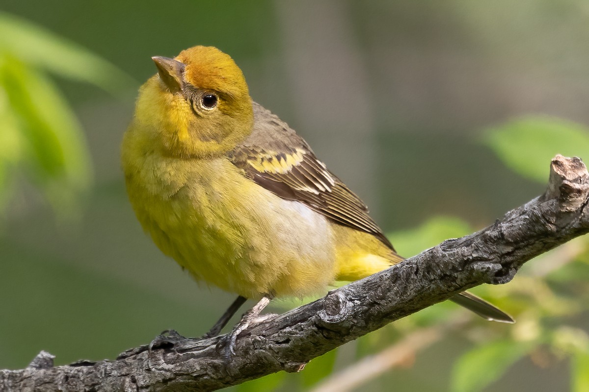 Western Tanager - ML575322751