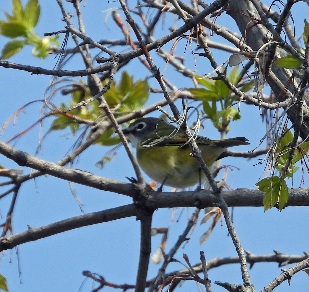 Mavi Başlı Vireo - ML575322851