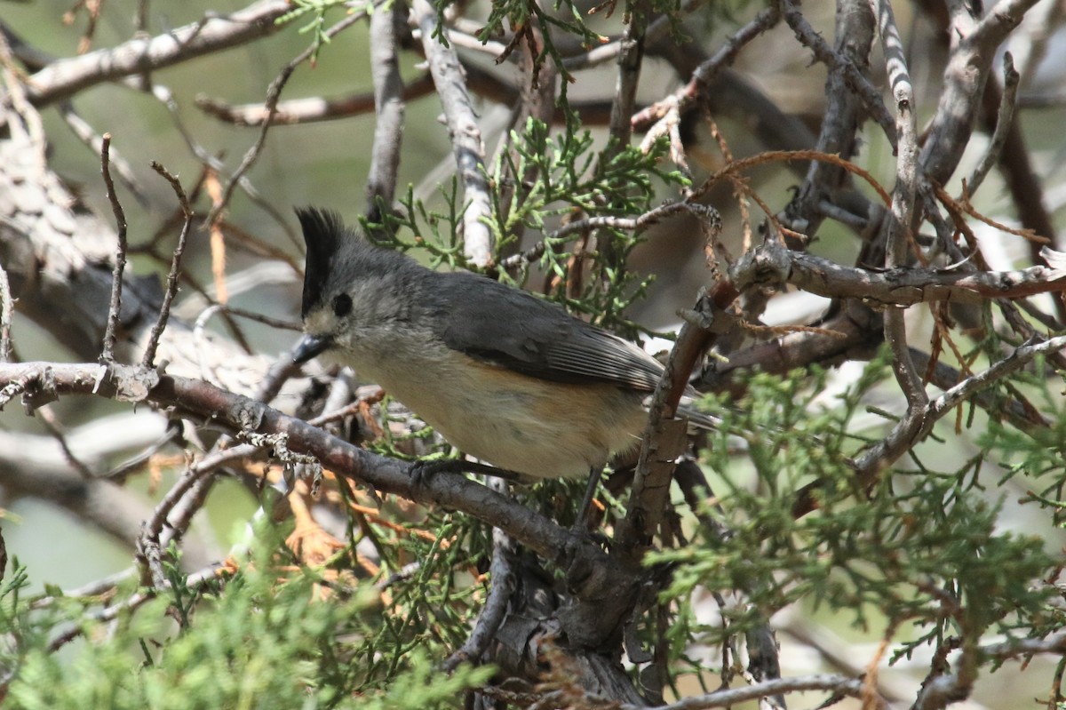 Black-crested Titmouse - ML575323951