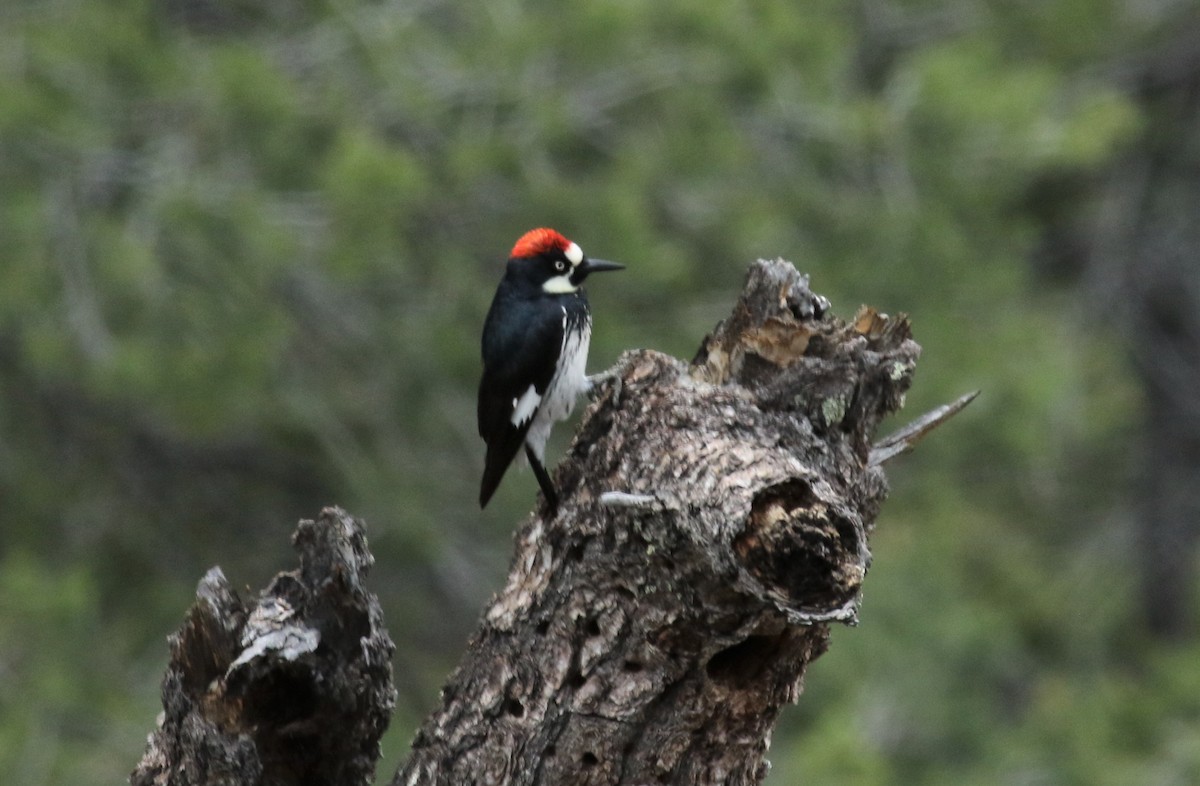 Acorn Woodpecker - ML575324601