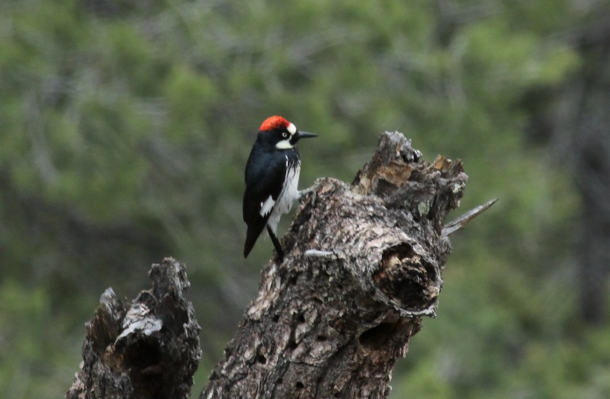 Carpintero Bellotero - ML575324601