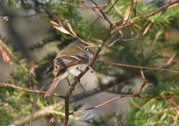 Least Flycatcher - ML575325011