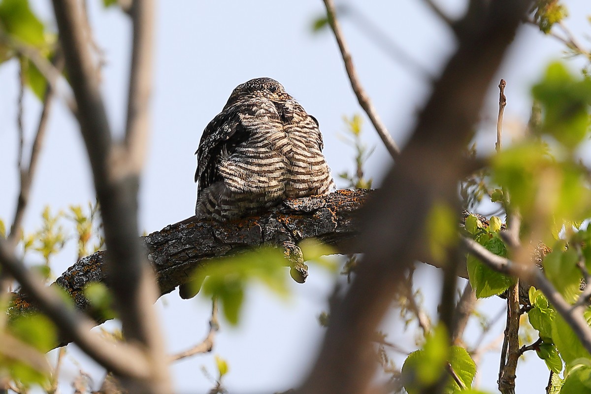 Common Nighthawk - ML575325131