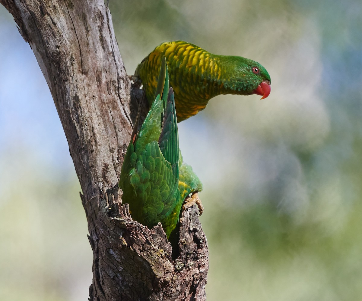 Scaly-breasted Lorikeet - ML575325351