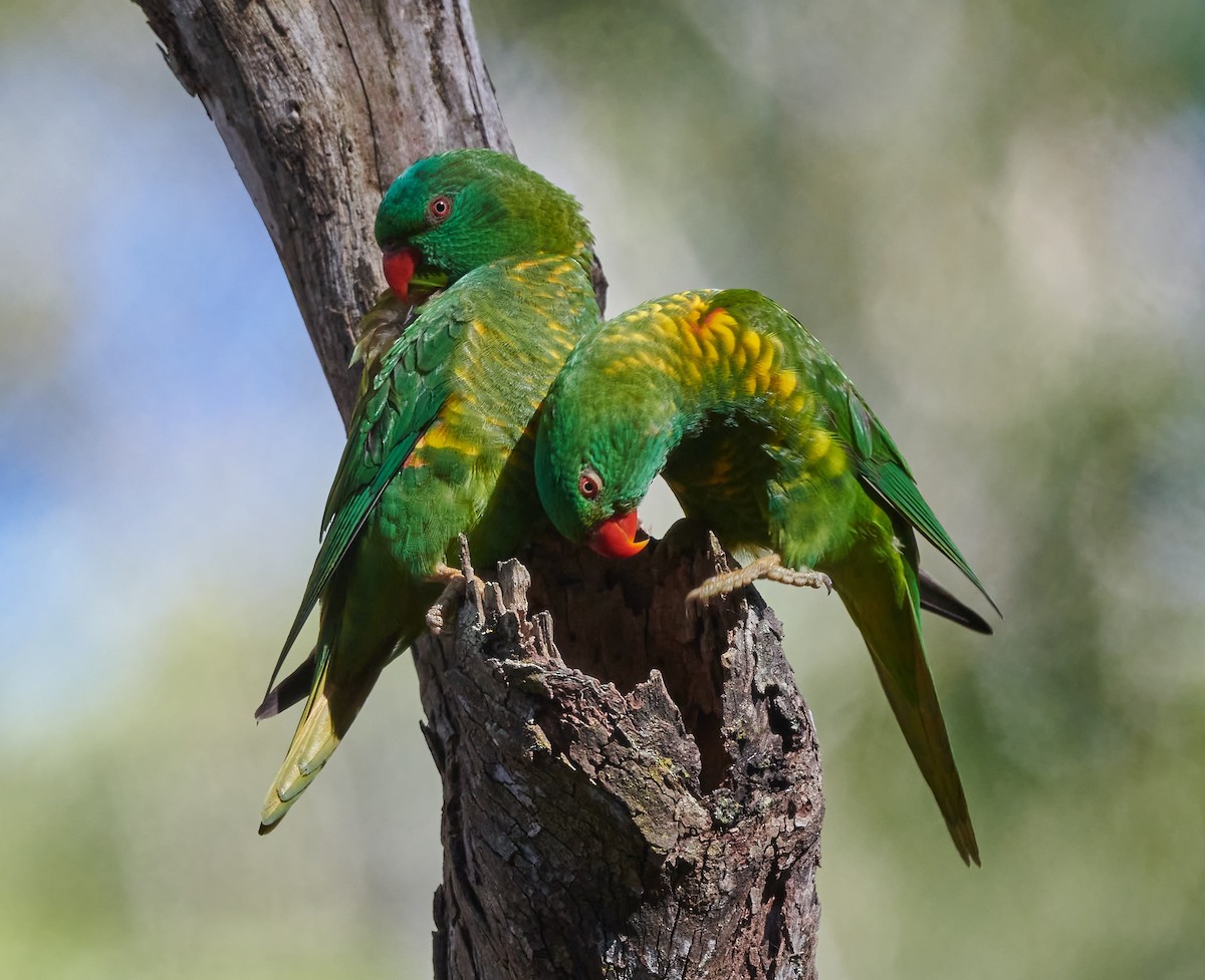 Scaly-breasted Lorikeet - Steven McBride