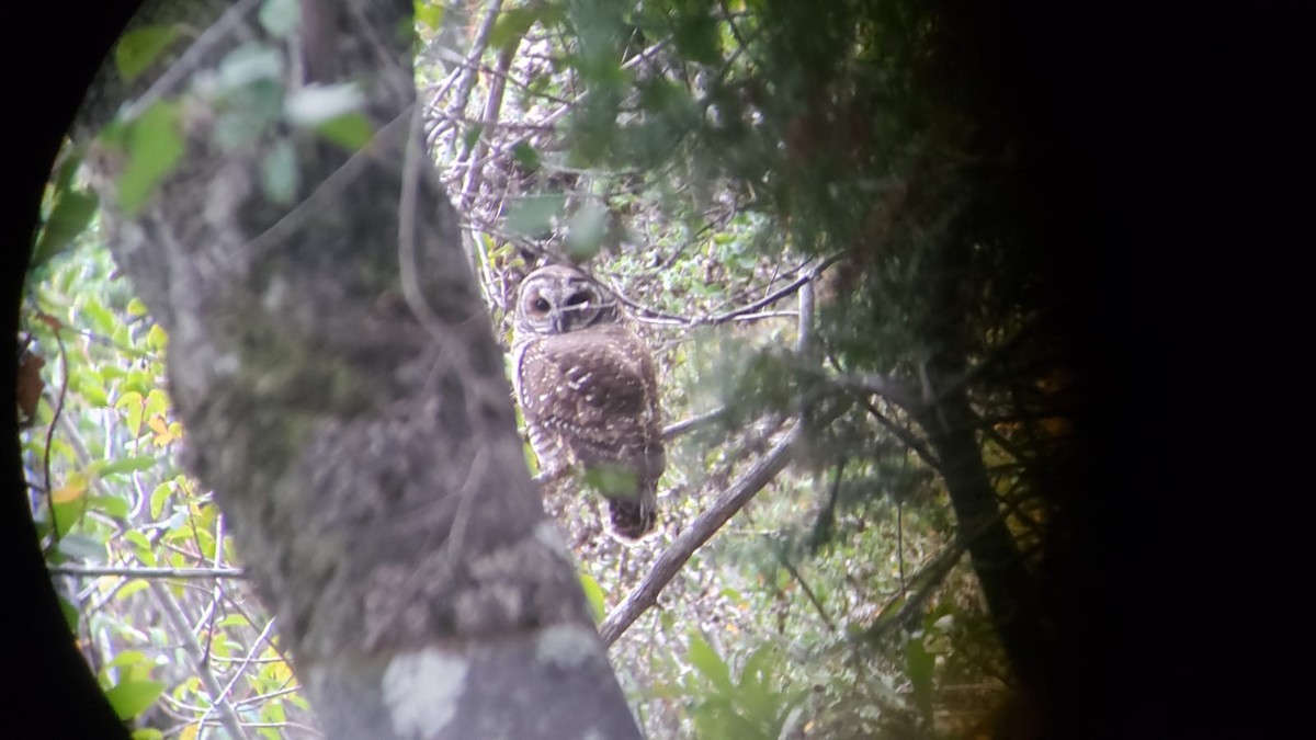 Rufous-legged Owl - ML575325851
