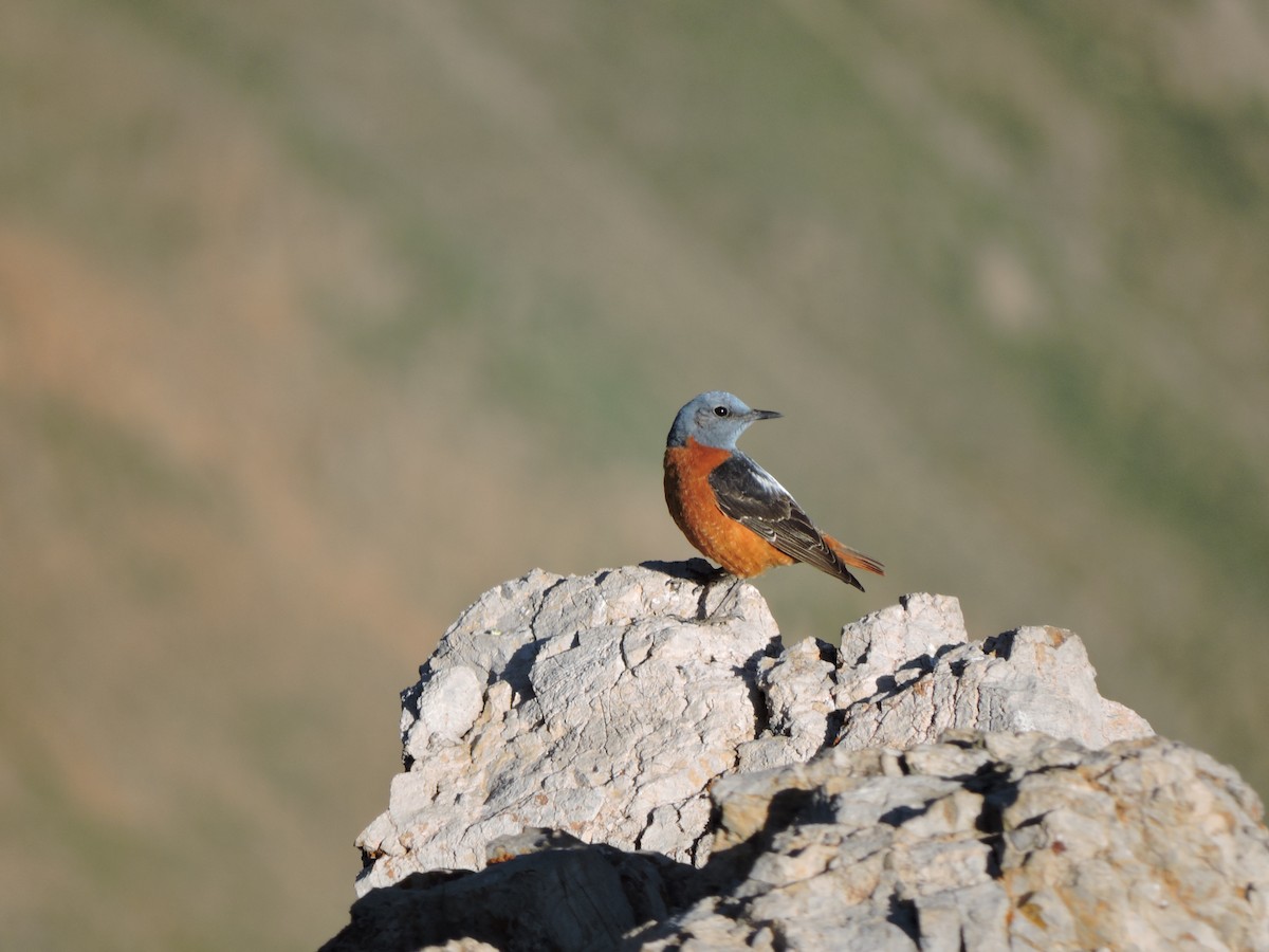 skalník zpěvný - ML575325981