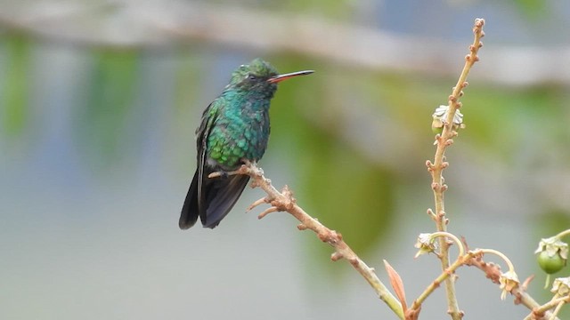 Gabelschwanz-Smaragdkolibri (salvini/osberti) - ML575328031