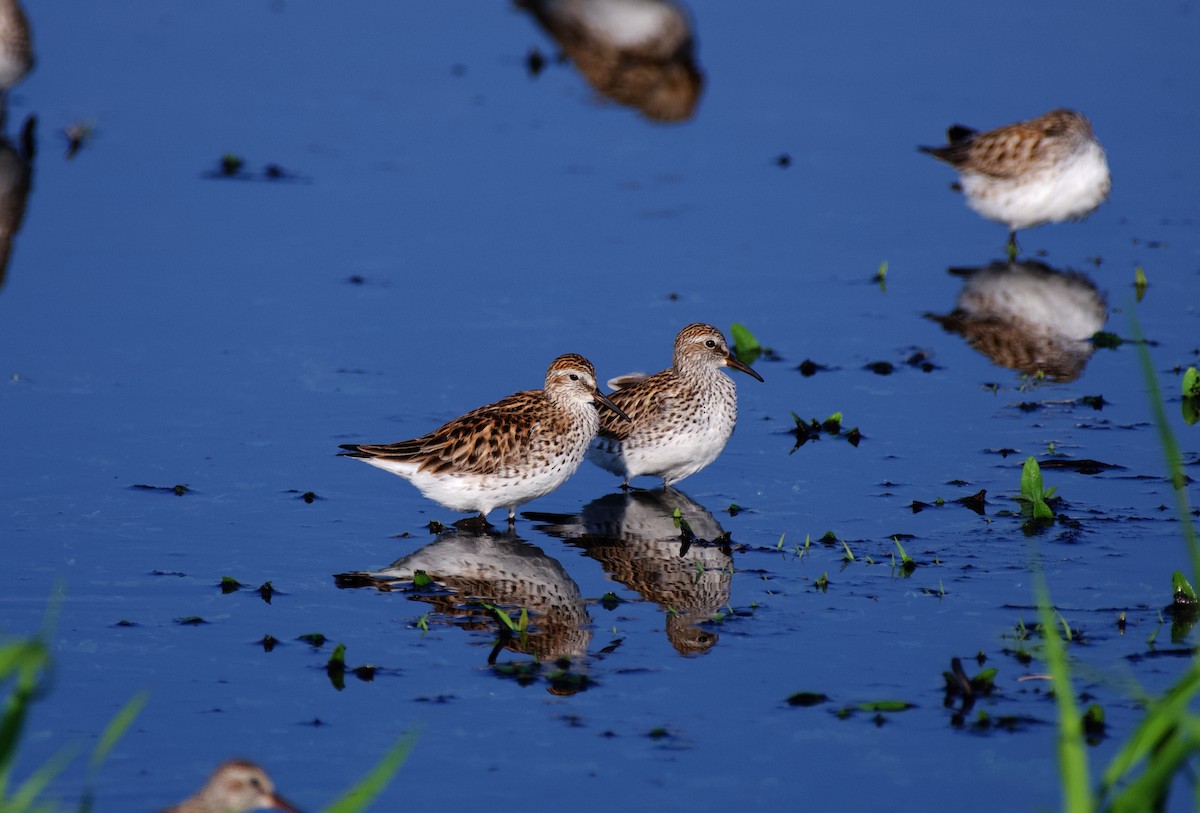 White-rumped Sandpiper - ML575328141