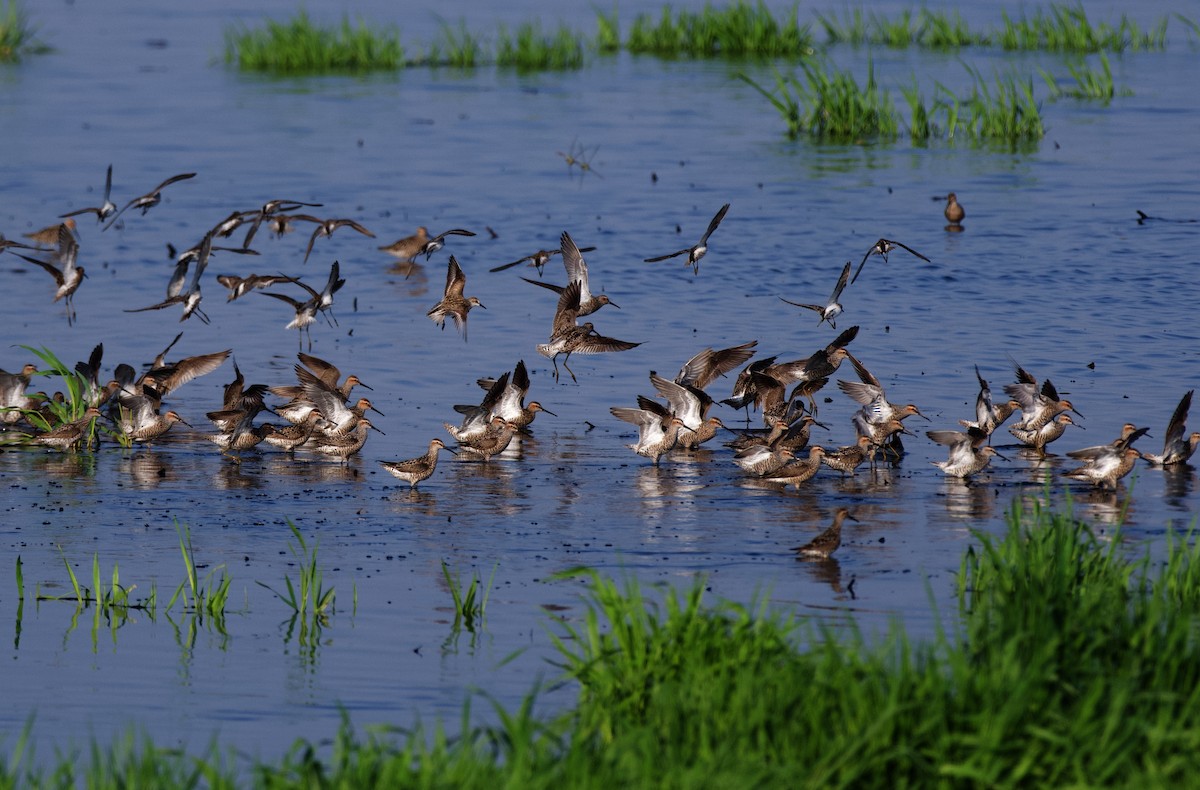 Stilt Sandpiper - ML575329091