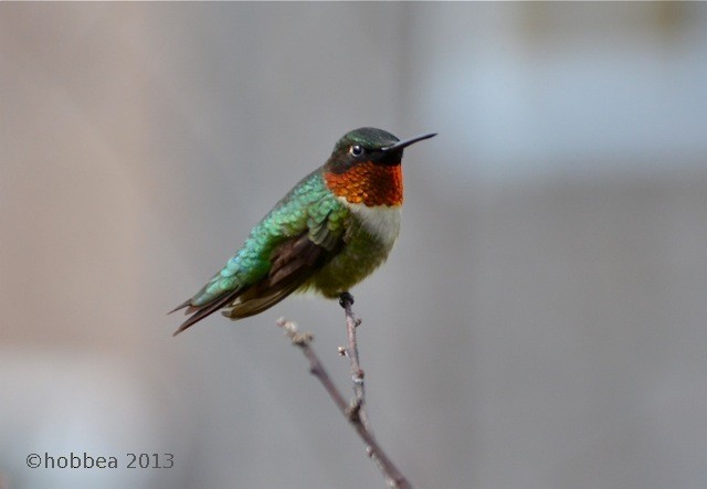 Ruby-throated Hummingbird - Beatrix Kohlhaas