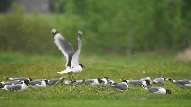 Mouette de Franklin - ML575329741