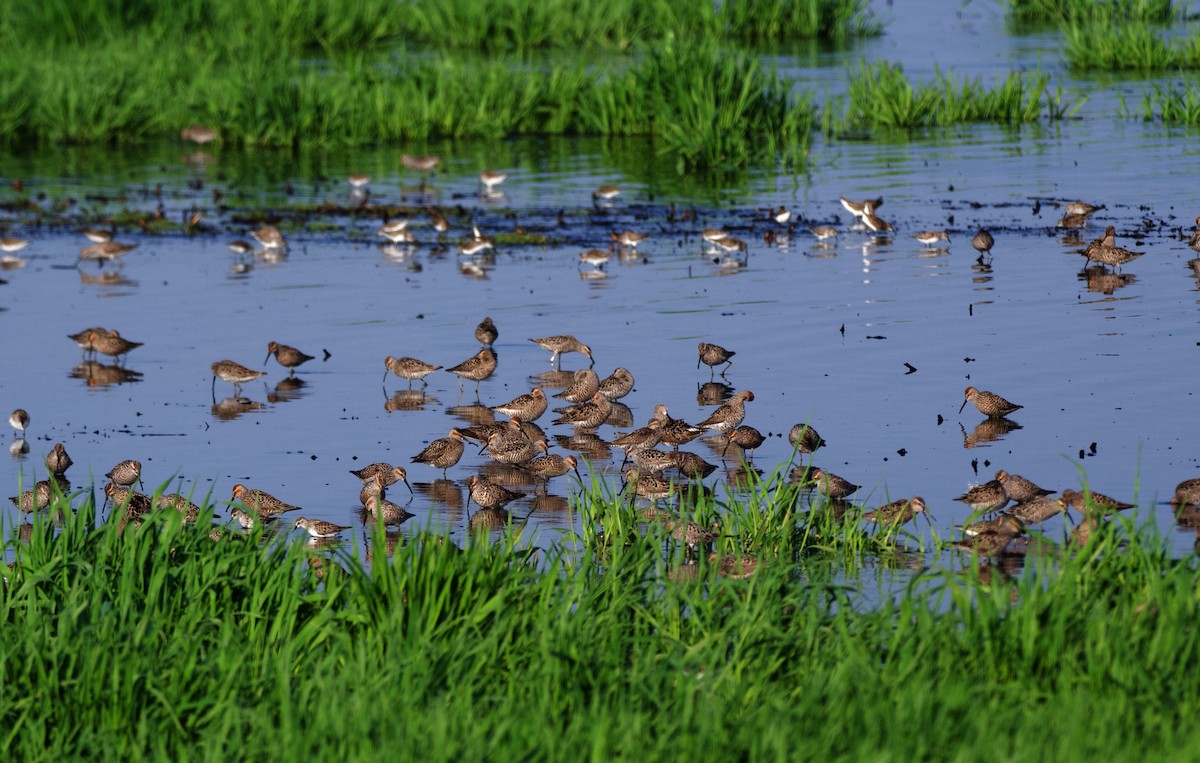 Stilt Sandpiper - ML575329831
