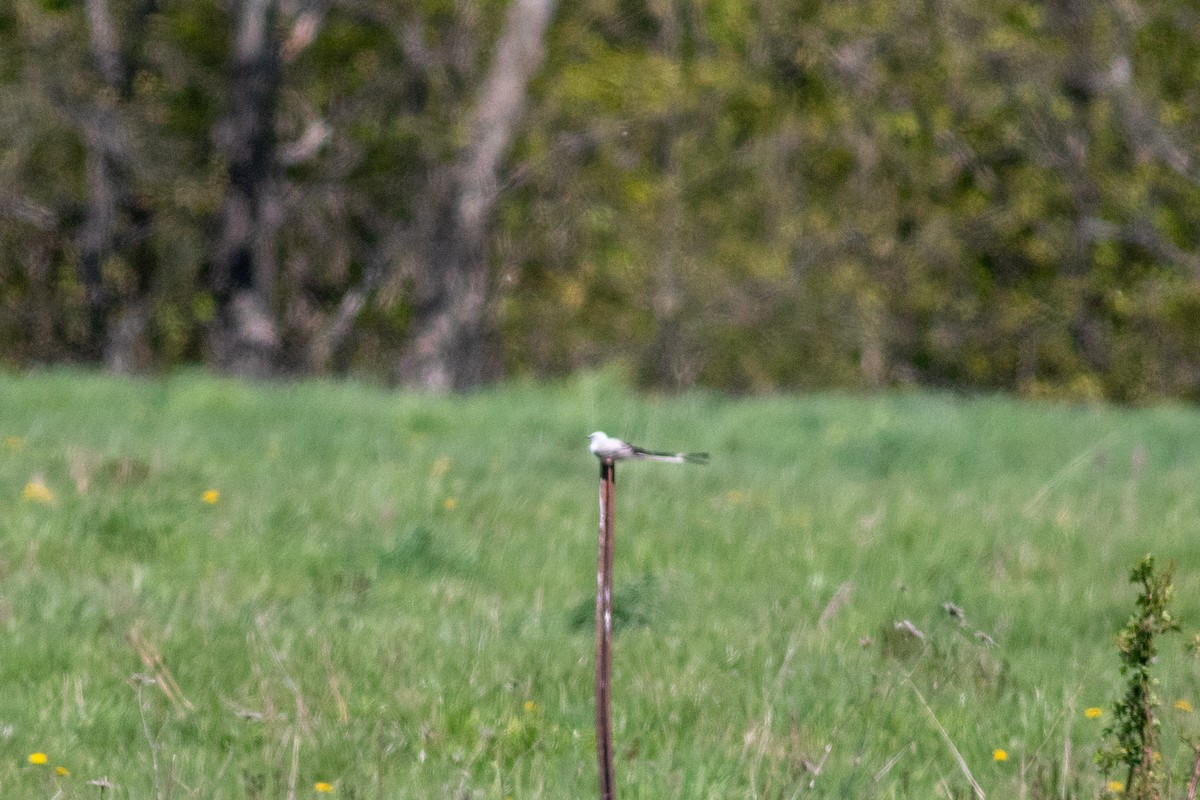 Scissor-tailed Flycatcher - ML575331571