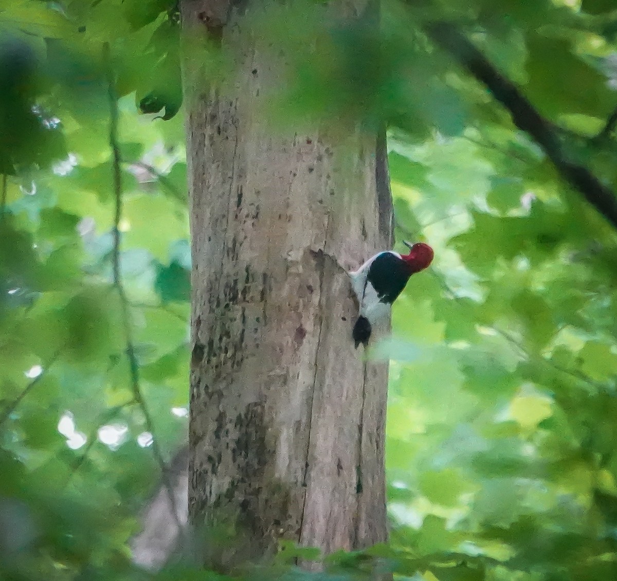 Red-headed Woodpecker - ML575331961