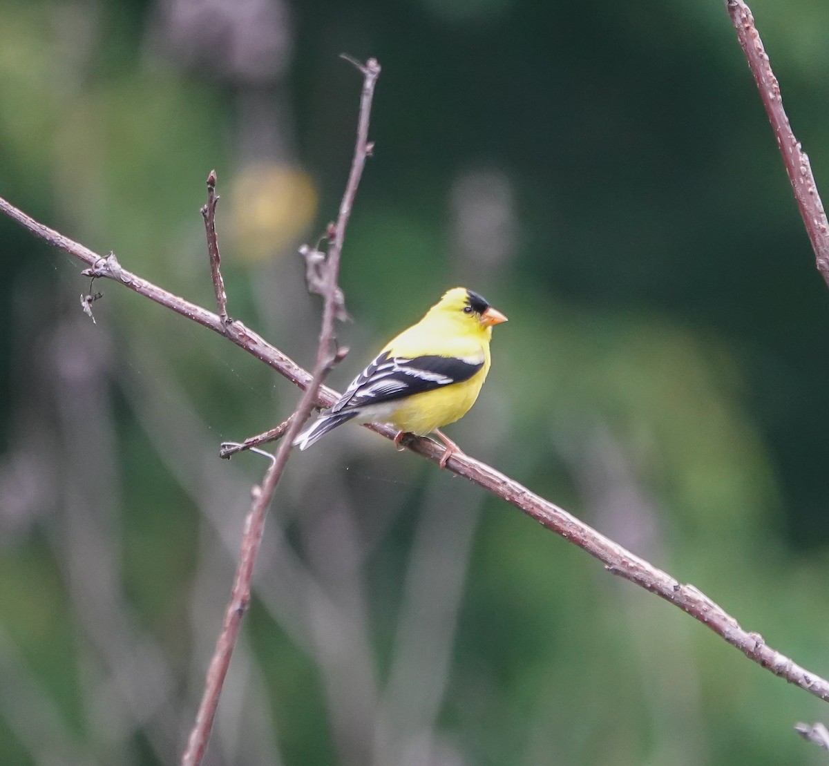 American Goldfinch - ML575332031