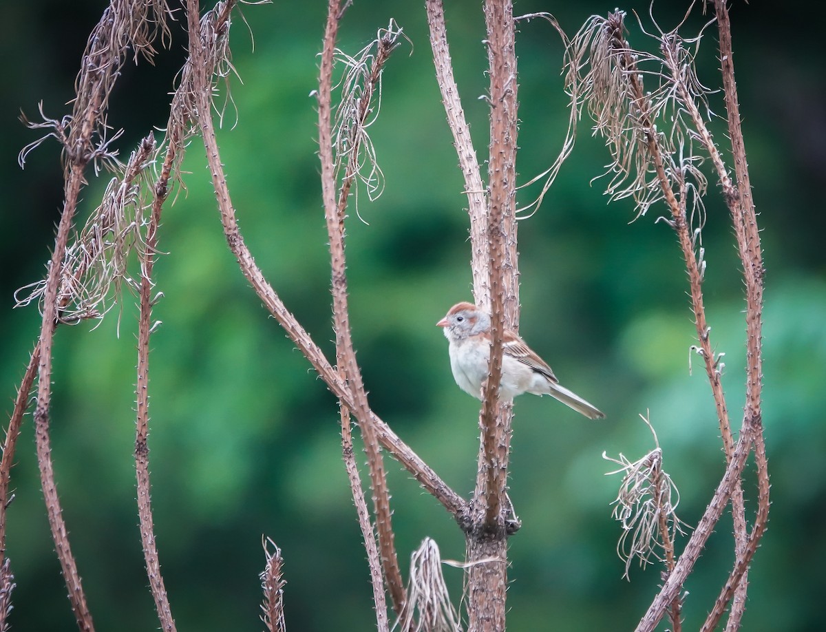Field Sparrow - ML575332101