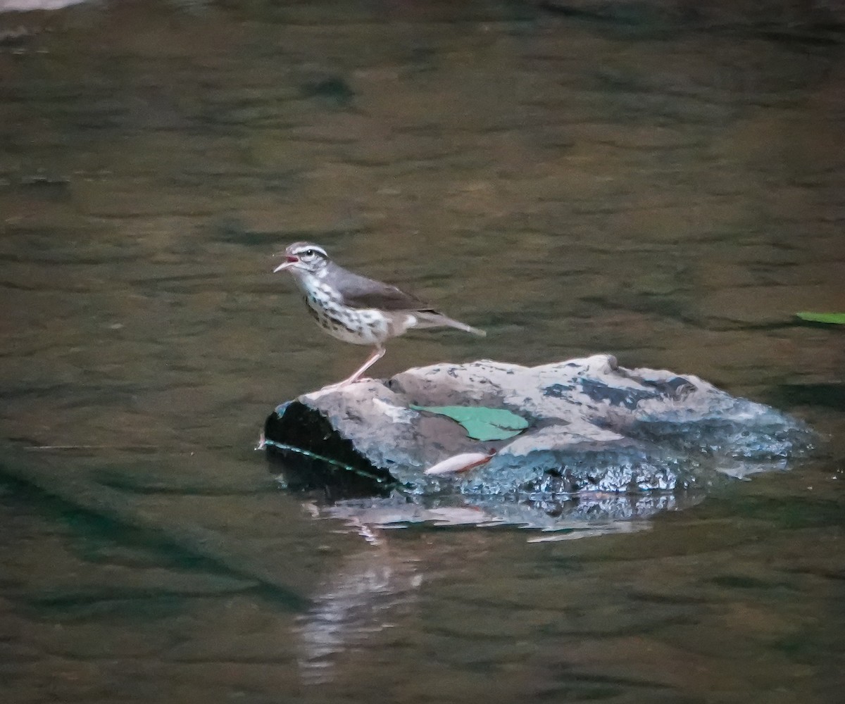 Louisiana Waterthrush - ML575332241