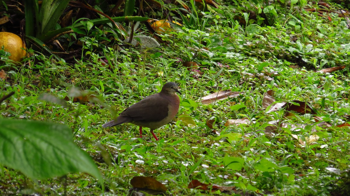 Tolima Dove - Jorge Muñoz García   CAQUETA BIRDING