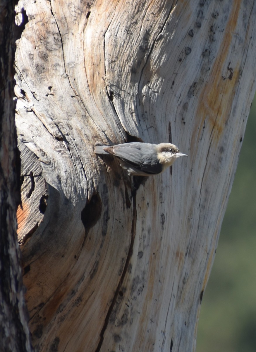 Pygmy Nuthatch - ML575332511