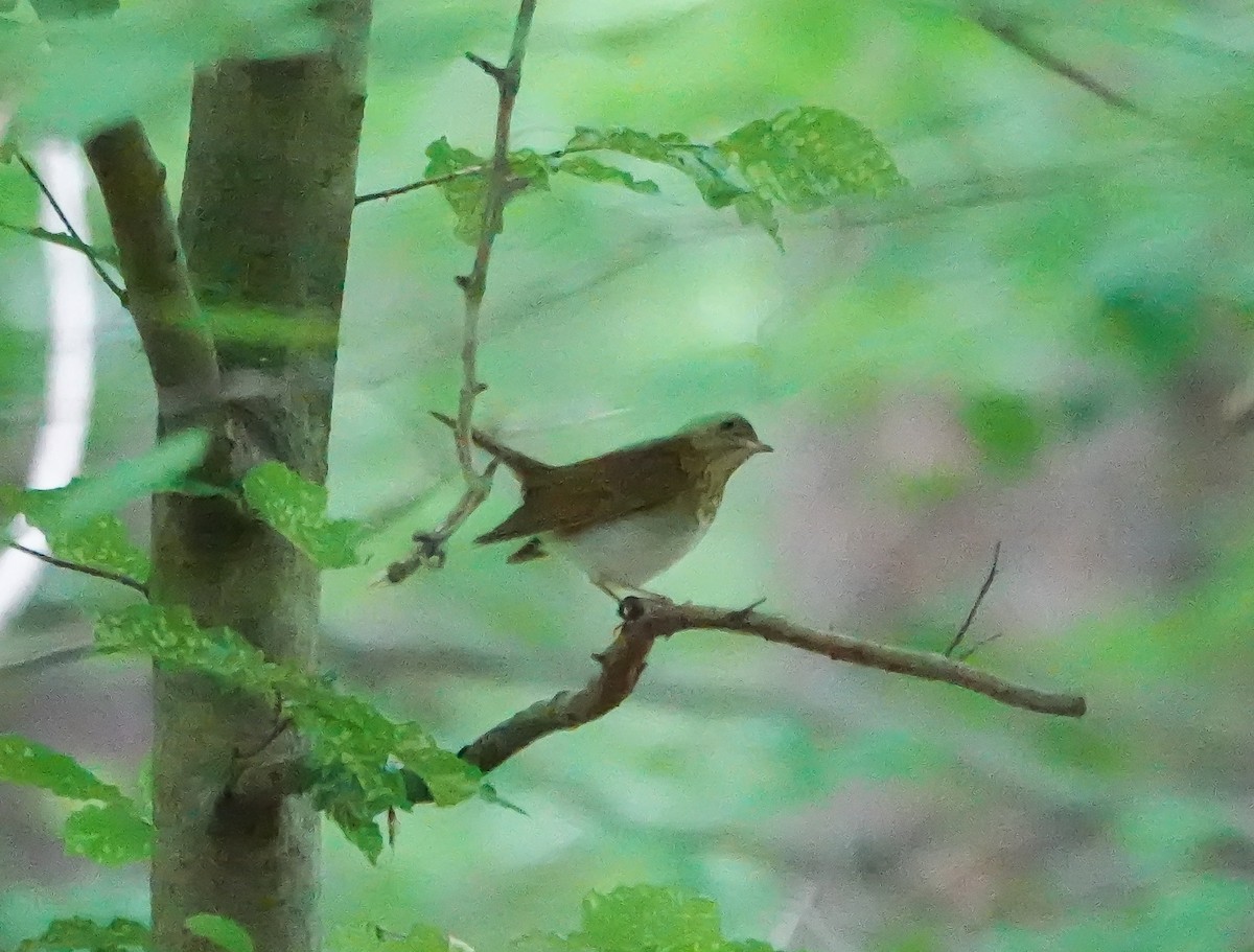 Veery - ML575333521
