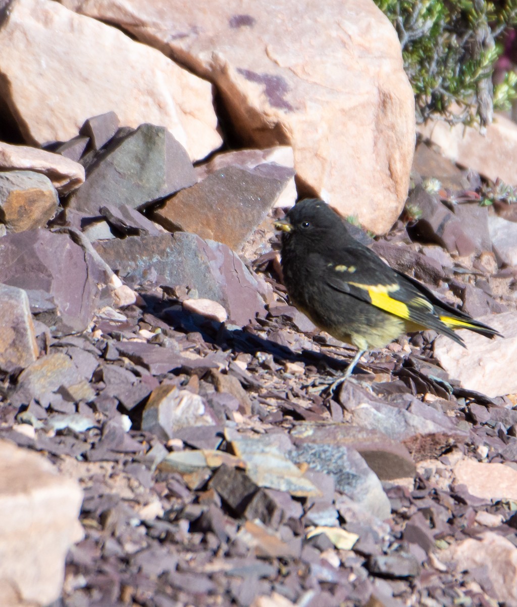 Black Siskin - ML575334421