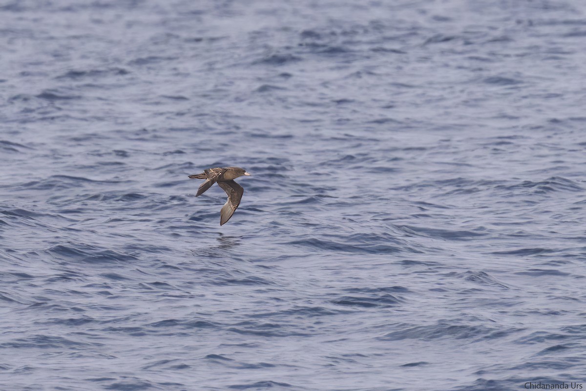 Flesh-footed Shearwater - ML575334701