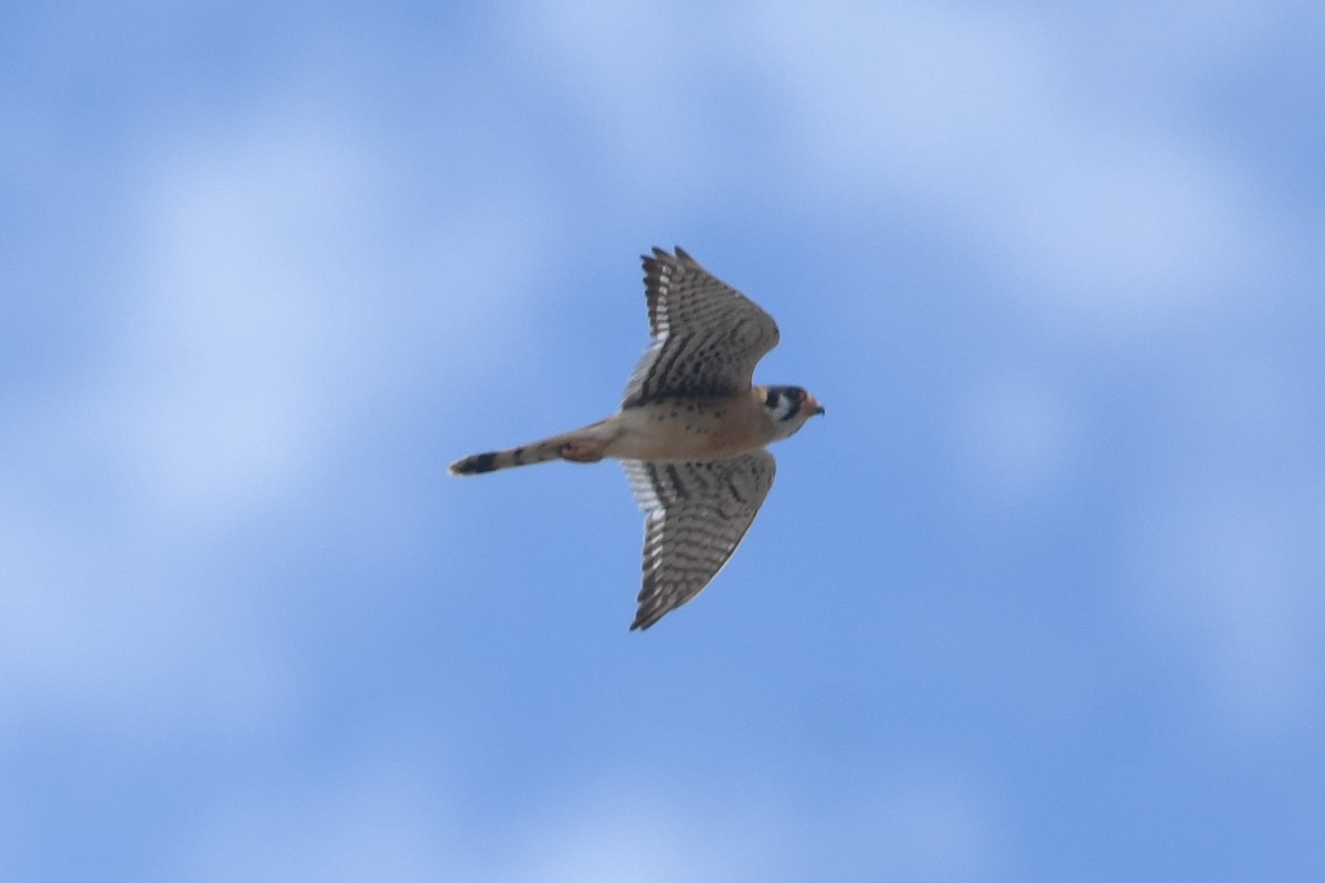 American Kestrel - ML575335851