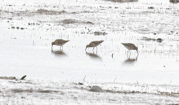 Short-billed Dowitcher - ML575336161