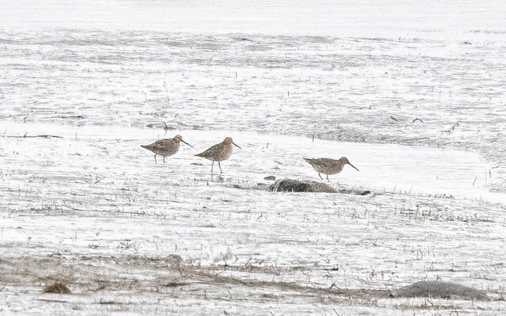 Short-billed Dowitcher - ML575336171