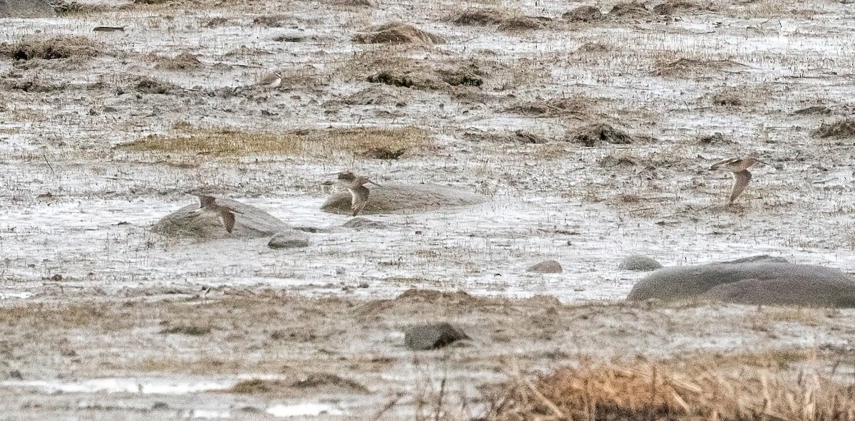 Short-billed Dowitcher - ML575336191