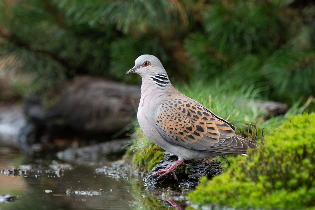 European Turtle-Dove - ML575336971