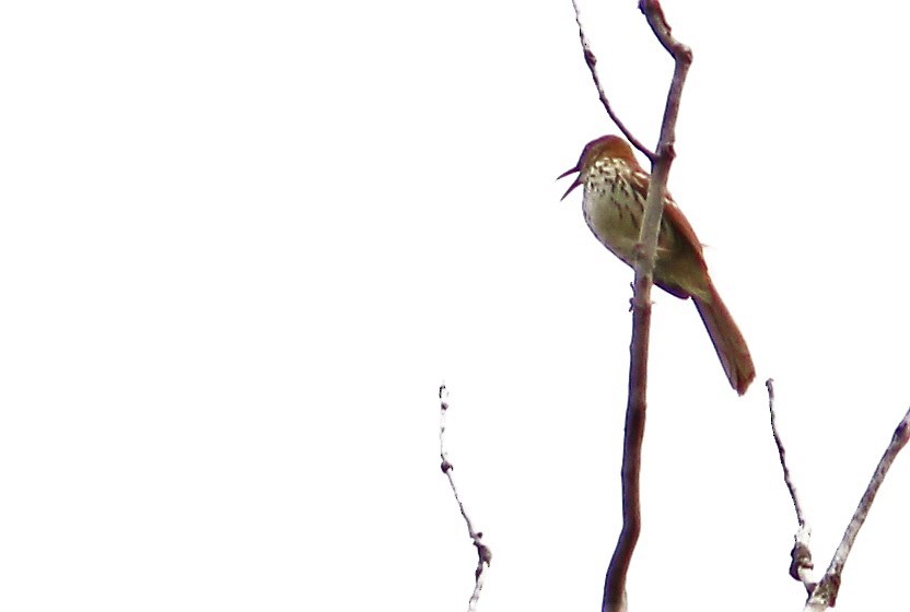 Brown Thrasher - Charlotte Croshaw