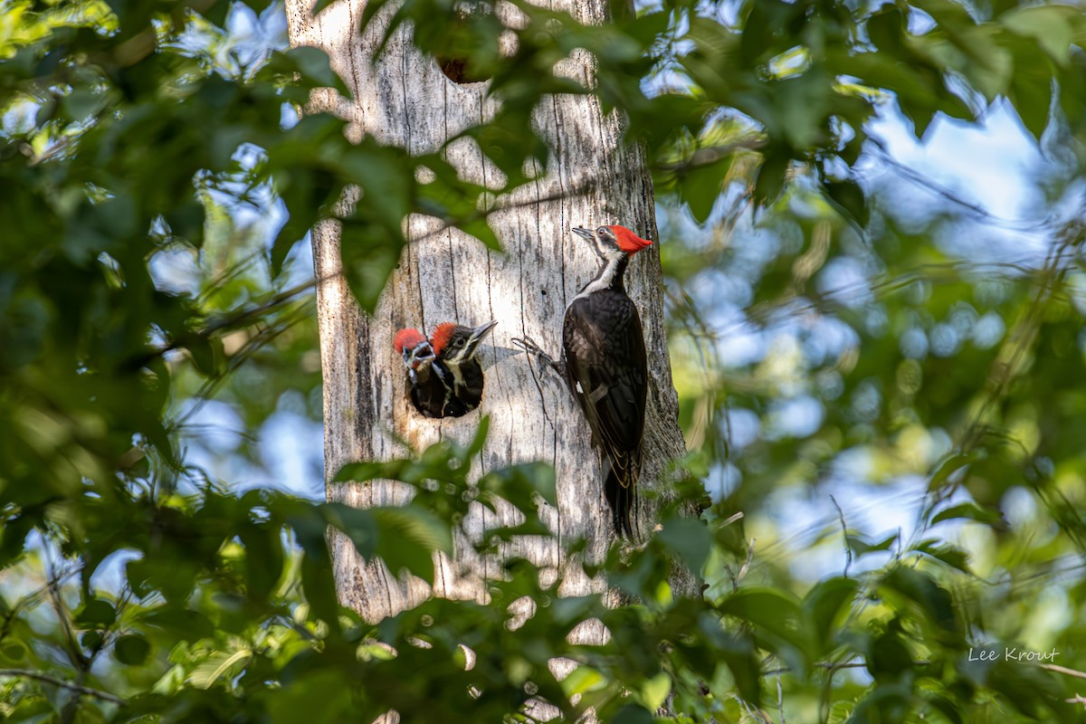 Pileated Woodpecker - ML575337121