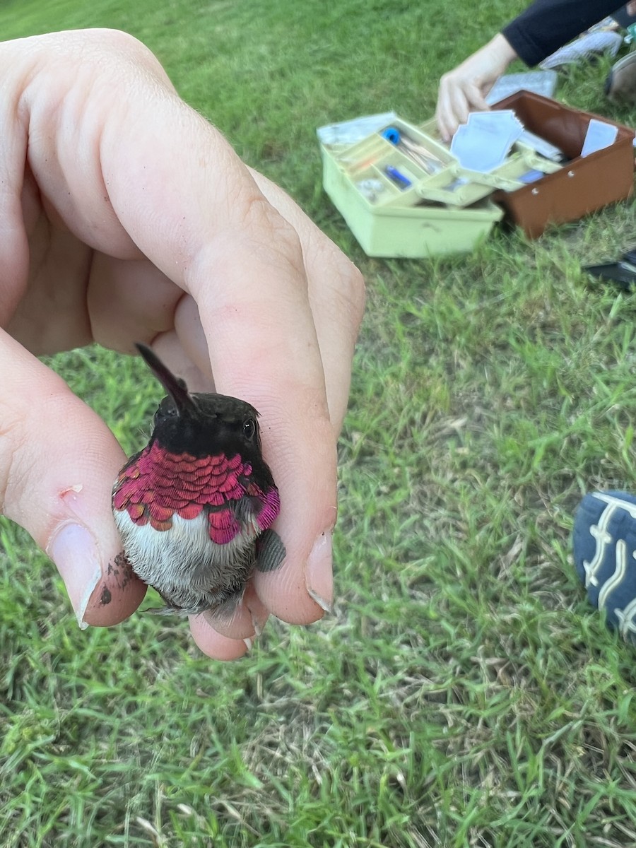 Ruby-throated x Black-chinned Hummingbird (hybrid) - ML575337291