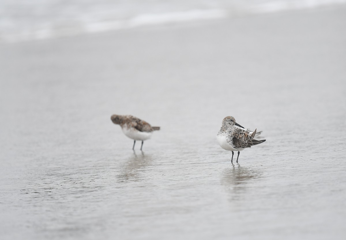 Sanderling - Joye Zhou