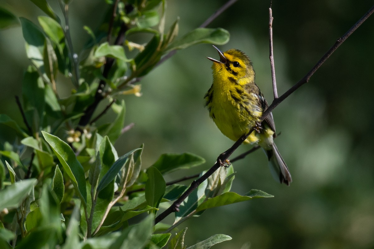 Prairie Warbler - ML575338171