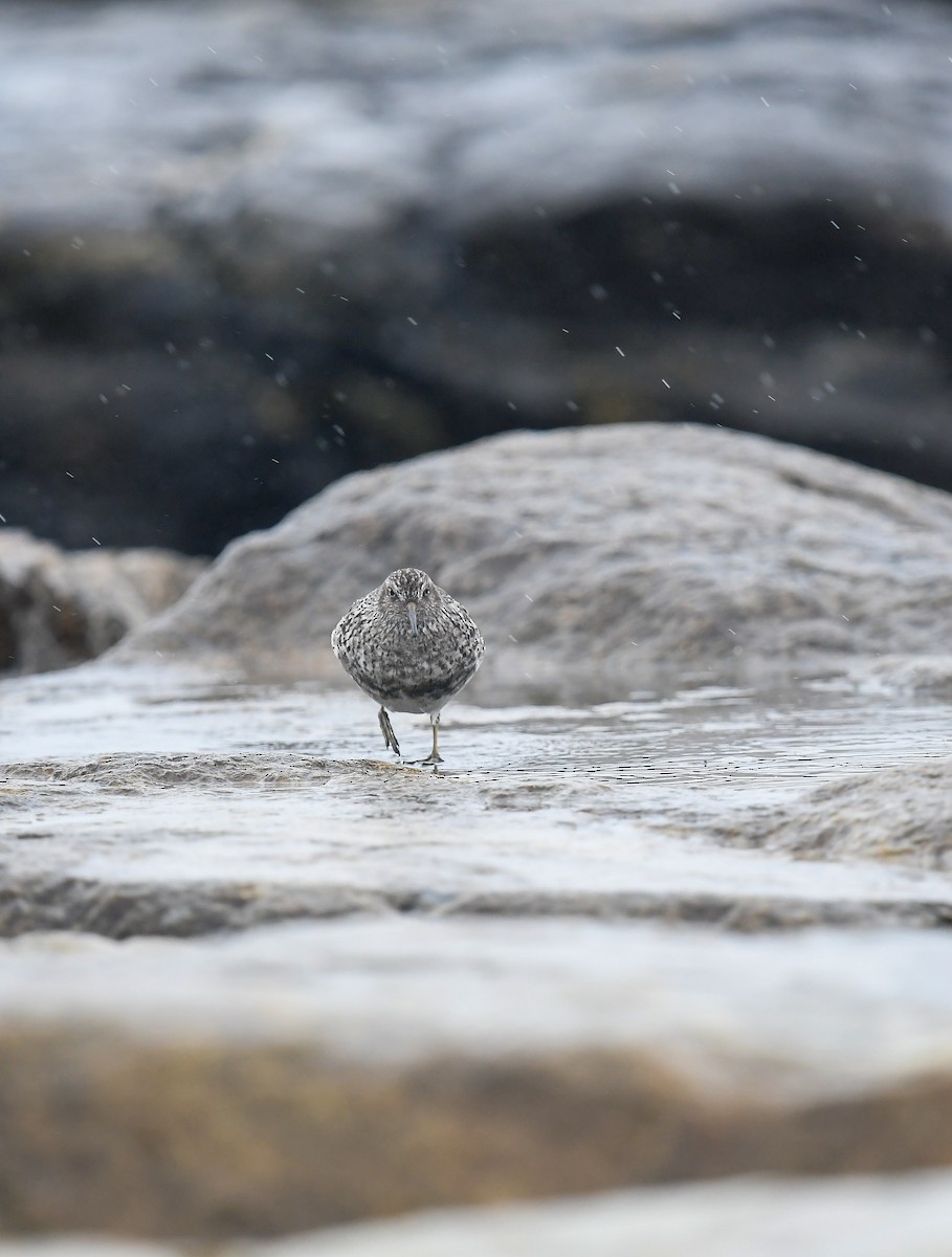 Purple Sandpiper - ML575338201